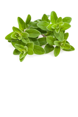 Thyme