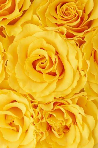 Yellow flower